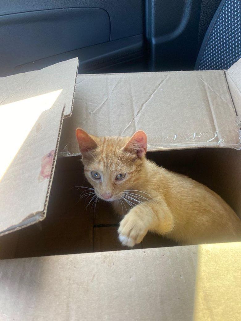 Illustration de l'article : Affolé, un chaton enfermé dans un sac-poubelle a frôlé la benne à ordures